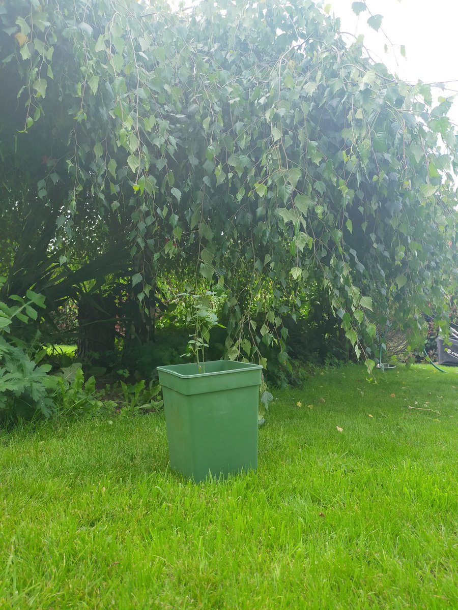 Chacun son histoire, celle de ce rosier se poursuit dans mon jardin ☀️🌹
"Cultivons notre jardin"
Merci <a href="/GuillouRachel/">Rachel Guillou</a> pour le temps perdu pour ce rosier ! 
« C’est le temps que tu as perdu pour ta rose qui fait ta rose si importante » #lepetitprince