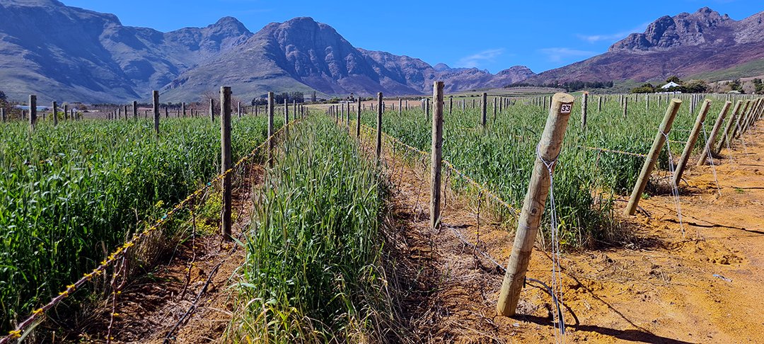 Cover crops in the Rust en Vrede vineyards. Cover crops improve soil health by preventing erosion, enhancing water retention, and fostering biodiversity. They reduce soil compaction, promote nutrient cycling, and suppress weeds naturally.