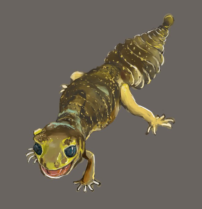 ナメハダタマオヤモリ。暗所で暮らす夜行性動物の巨大で円らなな目がチャームポイントでありなんだか怖くもあり。オーストラリアの乾燥地帯に棲んでいるそうです。 