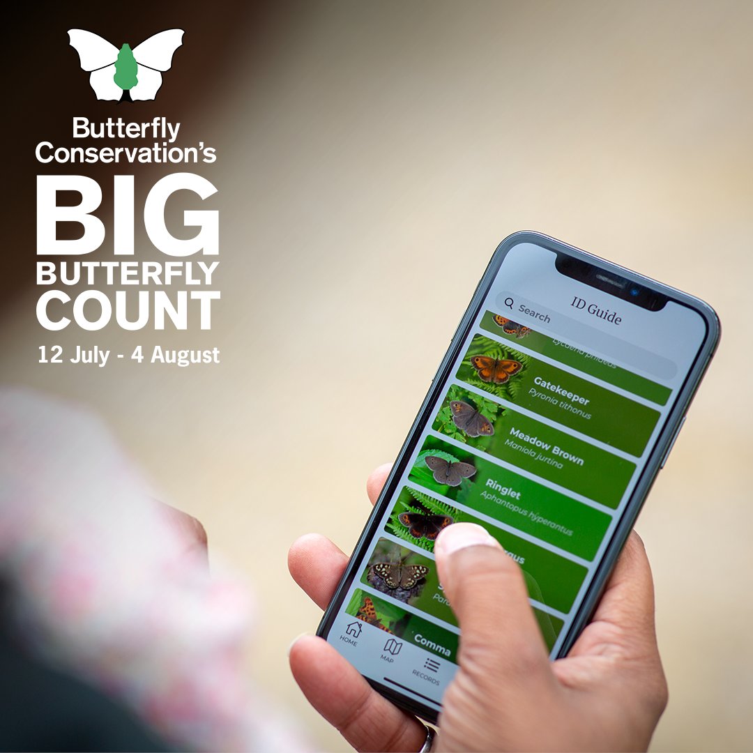 Are you ready for the #BigButterflyCount tomorrow? 🦋💚

The app is available to download now for iOS and Android devices. 📲

If you already have the app, please remember to update it before you start counting!

You can also take part via the website 👉 bigbutterflycount.org