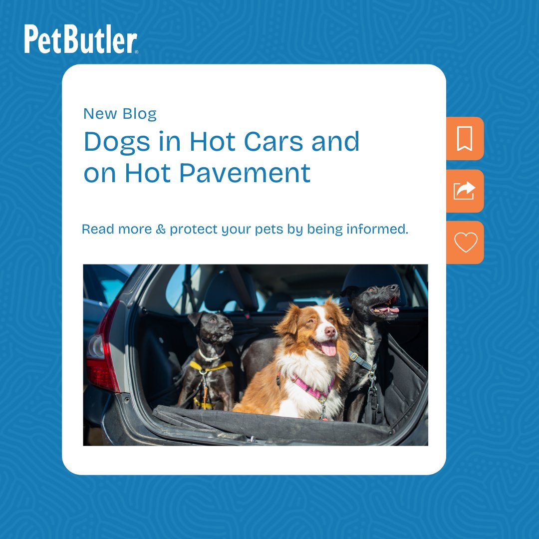 PetButler's tweet image. 🚗☀️ Worried about your dog's safety in hot cars &amp;amp; on hot pavement?

Read our blog for tips to keep your furry friend cool &amp;amp; safe this summer! bit.ly/3XFPe6q #DogCare #PetButler