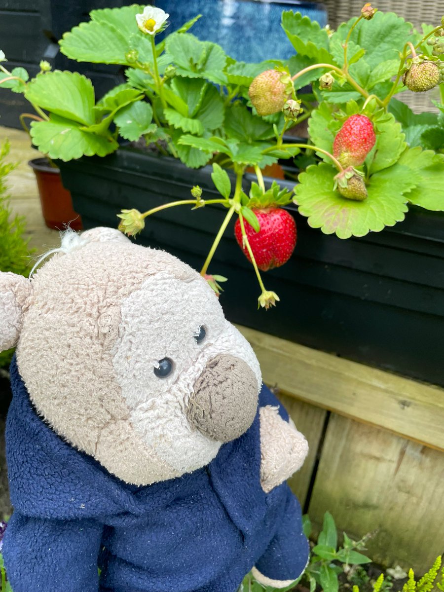 So excited that we’ve actually grown some strawberries, my little heart is bursting with pride 🥰🍓