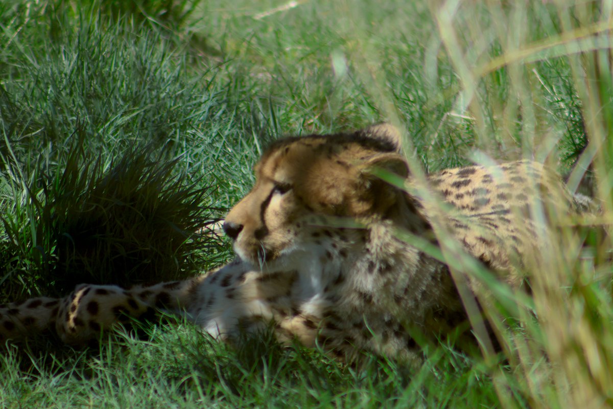 Seans_Eye_View's tweet photo. Another shot of the cheetahs 

#photography #photograph #photographylovers #photooftheday #photographer #photo #animalphotography #animalphotos #animallovers #wildlifephotography #canonphoto #canonphotography https://t.co/QsndsAP5Lr