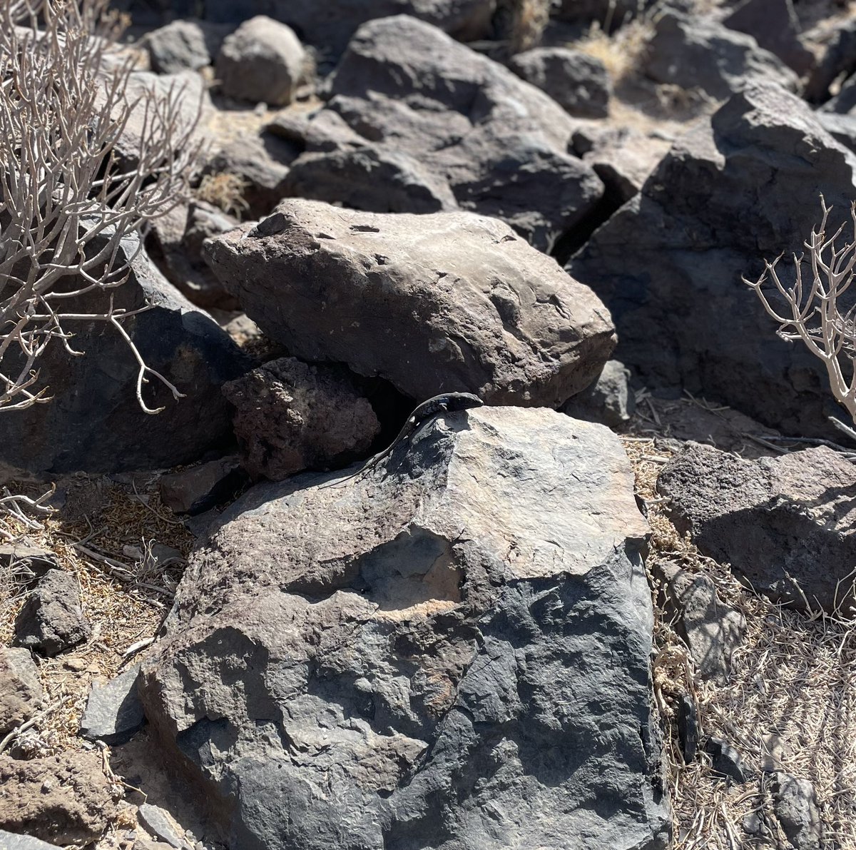 Leslie Boc tweet media