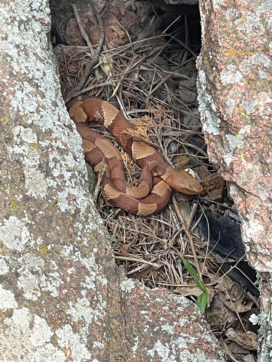 OKPoisonCenter's tweet photo. In the past 24hrs we've had six calls to the poison helpline about snakebites. Five of those involving Copperhead snakes, one of the most encountered venomous snakes in North America. Watch where you step, and don’t reach where you can’t see even in familiar areas. 1-800-222-1222 https://t.co/9T2vq6Wgke