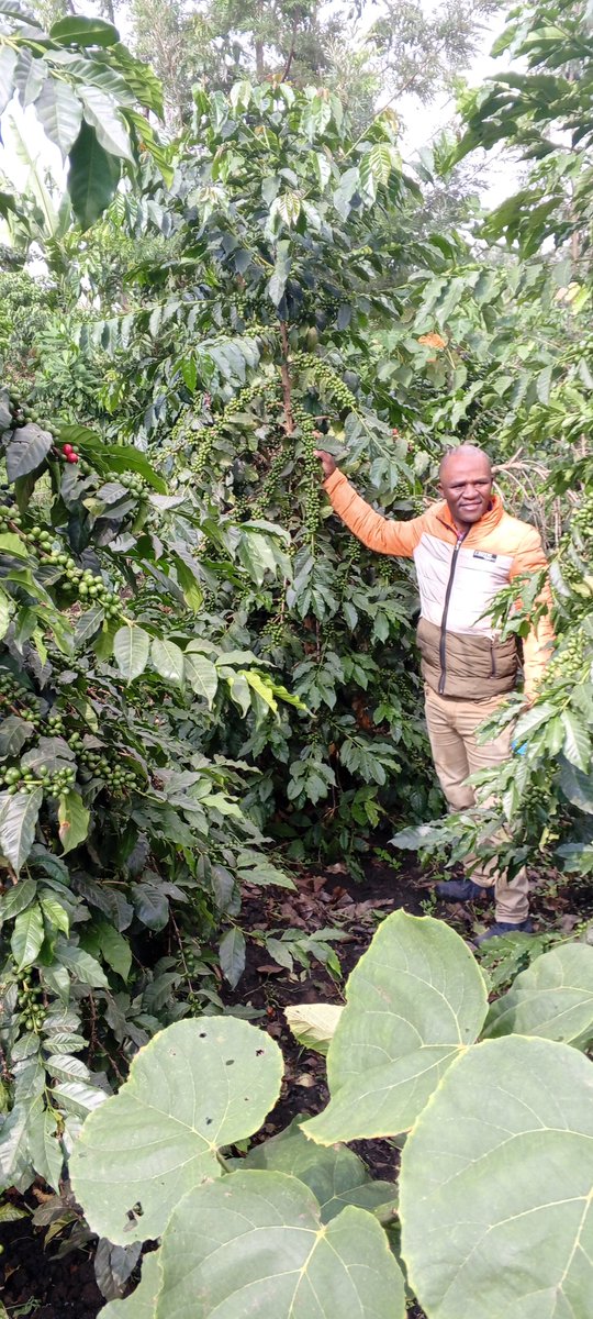 BonfaceNdege's tweet photo. This What Yara Can do for you if you Ask the Experts #MboleaNiyara #YaraMilaWINNER, #YaraMilaSuna #YaraMiCROP+planting @YaraKenya https://t.co/uk9q9zW5Zn