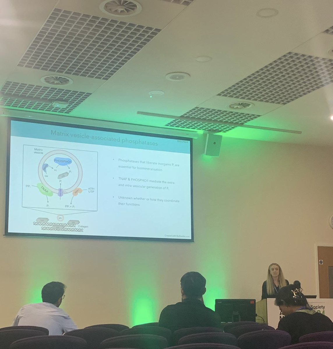 Well done <a href="/LucieBourne/">Lucie Bourne</a> - great talk on our work looking at the double (conditional) deletion of Alpl and Phospho1 #BRS2024 <a href="/BoneResearchSoc/">BRS</a>