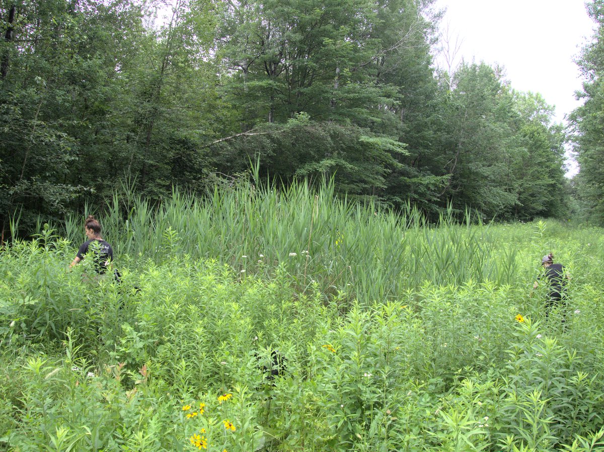 La saison de contrôle des espèces exotiques envahissantes (#EEE) a débuté pour <a href="/CREMonteregie/">CRE Montérégie</a>!
1e activité a permis de contrôler une colonie de roseau commun de 115m2 dans l'habitat de la #rainette faux-grillon de l'Ouest 🐸
crem.qc.ca/mn-bio/especes…