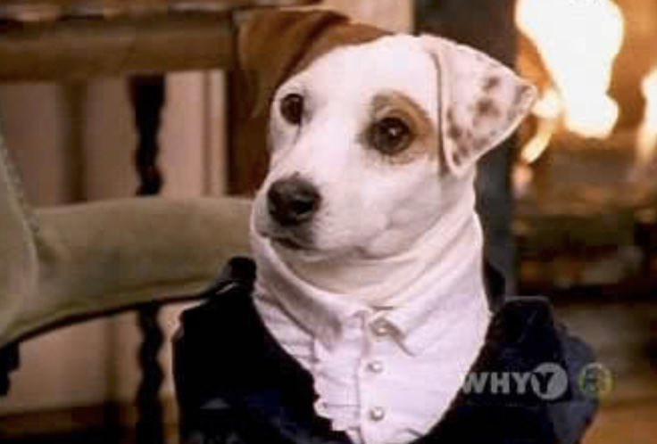 SketchesbyBoze's tweet image. reading books is not enough, I need to see them dramatically reenacted by a Jack Russell terrier in full costume