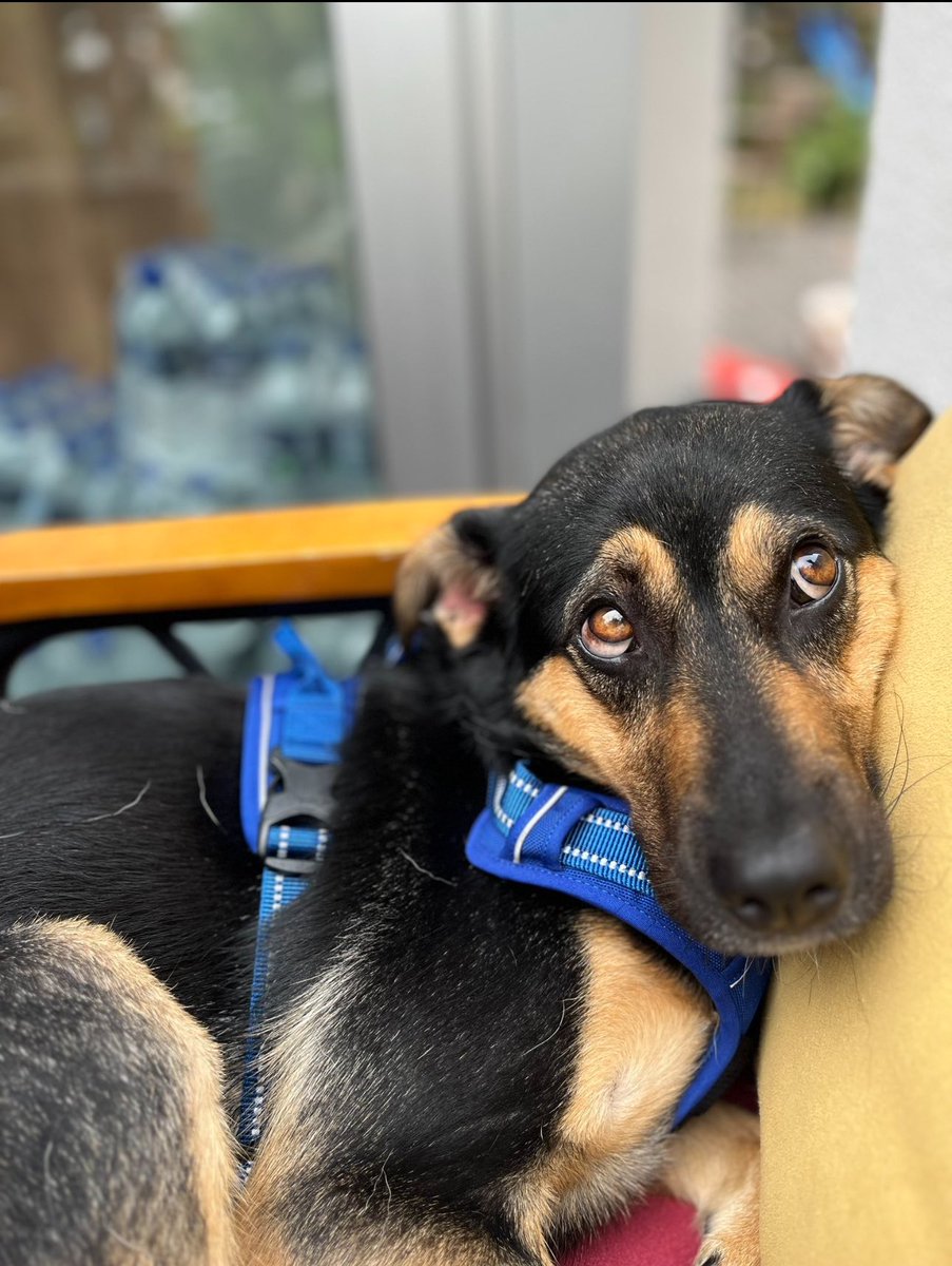 Bu masumların ahı hepimizden çıkar.
#YasayiGeriÇek