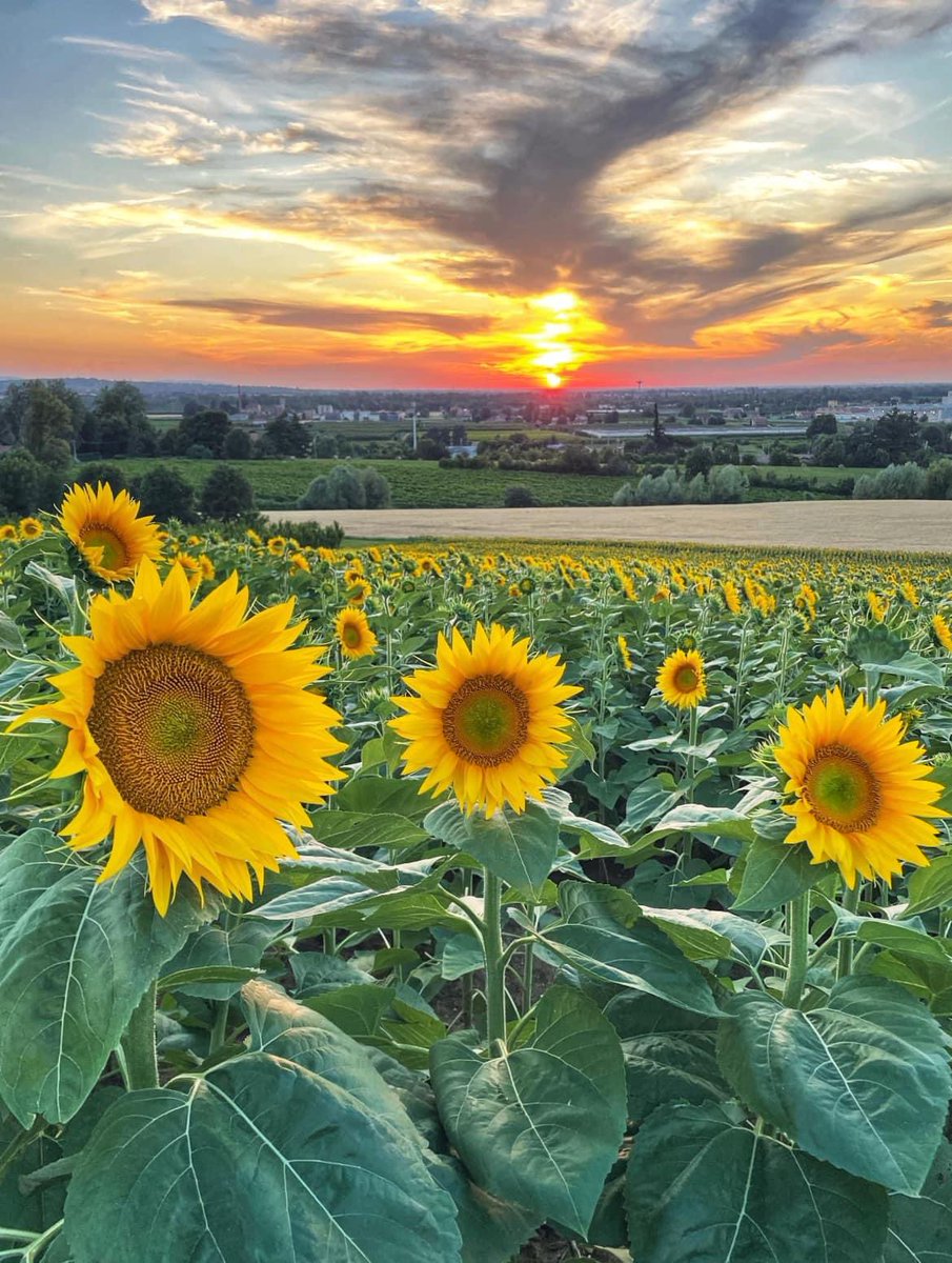 ModenaDintorni's tweet photo. Giornate pienamente estive nel nostro territorio che ci regalano scorci d'immenso bellezza. Come il tramonto in un capo di girasoli tra #Vignola e #Savignano! 🌻😍

Ph Andrea Patrignani https://t.co/PrJMpuuE1g