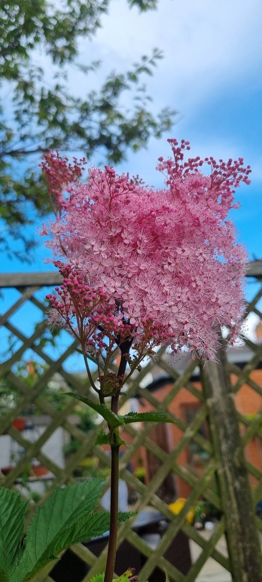 trashalou's tweet photo. It wld be perfectly reasonable to have my entire garden put to Filipendula Rubra wouldn't it?

#GardeningTwitter #Gardening #PrairiePlanting #Prairie https://t.co/cR9Fngziwy