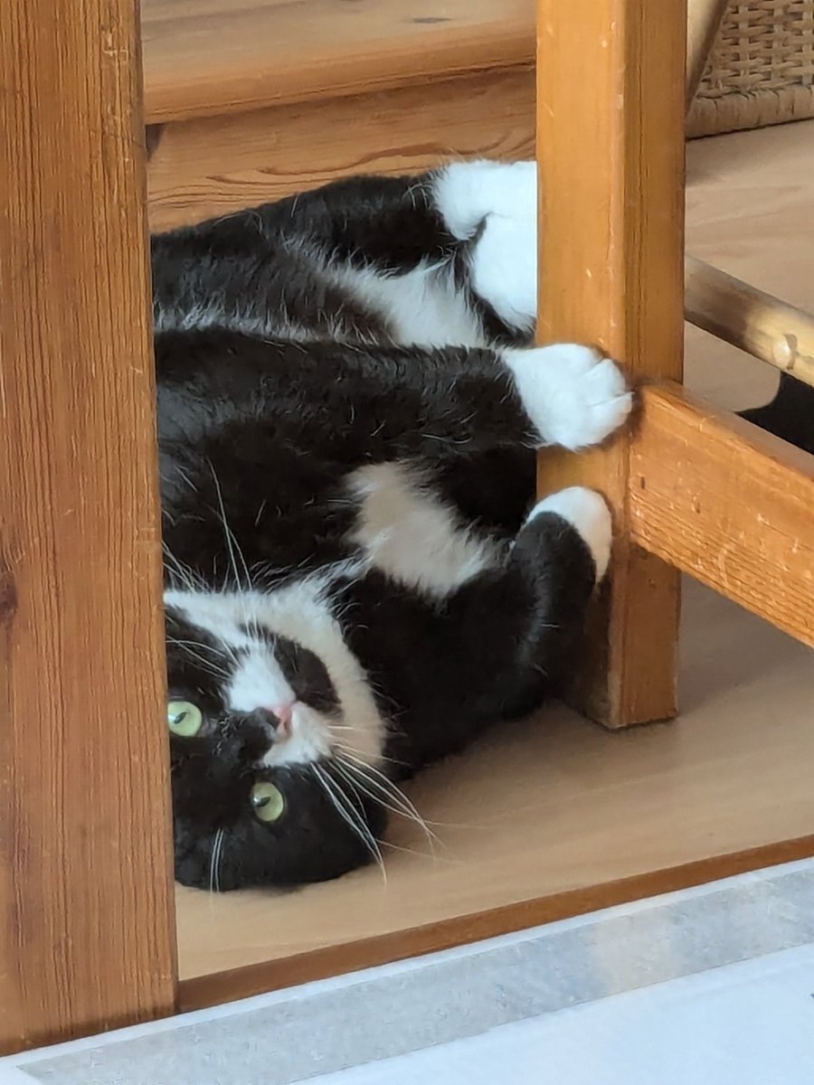 Guten Abend, gute Nacht! 😽