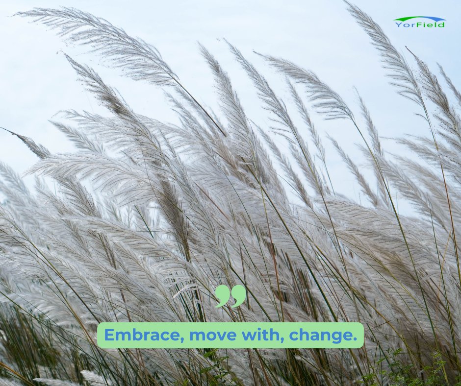 fromcoach2coach's tweet image. To truly understand change, you could need to dive into it, move alongside it, and embrace it completely.

For more insights, visit our website. 👇
yorfield.com

#Coach2Coach #UnderstandingChange #ChangeJourney #EmbraceTransformation #FlowWithChange