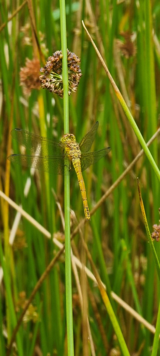 Sheryl Beck (Edwards) 🏴󠁧󠁢󠁷󠁬󠁳󠁿 tweet media