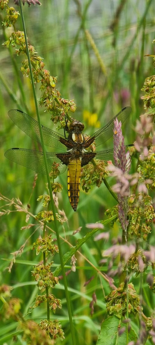 Sheryl Beck (Edwards) 🏴󠁧󠁢󠁷󠁬󠁳󠁿 tweet media