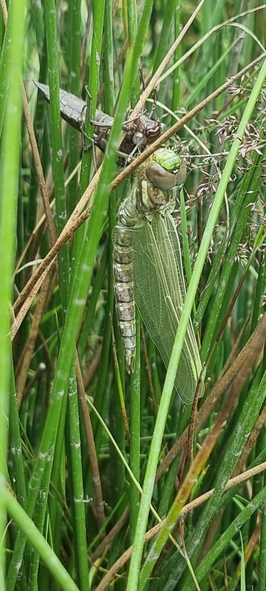 Sheryl Beck (Edwards) 🏴󠁧󠁢󠁷󠁬󠁳󠁿 tweet media