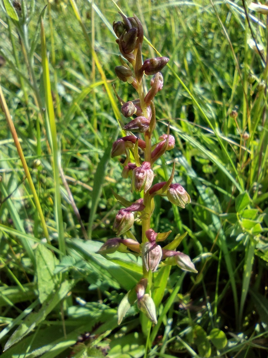 Debbie Alston (@debbie1alston) on Twitter photo Absolutely chuffed to bits to see my first ever Frog Orchid today ( on the South Downs) <a href="/sdnpa/">South Downs National Park</a> <a href="/Sussex_Botany/">Sussex Botanical Recording Society</a> Absolutely chuffed to bits to see my first ever Frog Orchid today ( on the South Downs) <a href="/sdnpa/">South Downs National Park</a> <a href="/Sussex_Botany/">Sussex Botanical Recording Society</a>