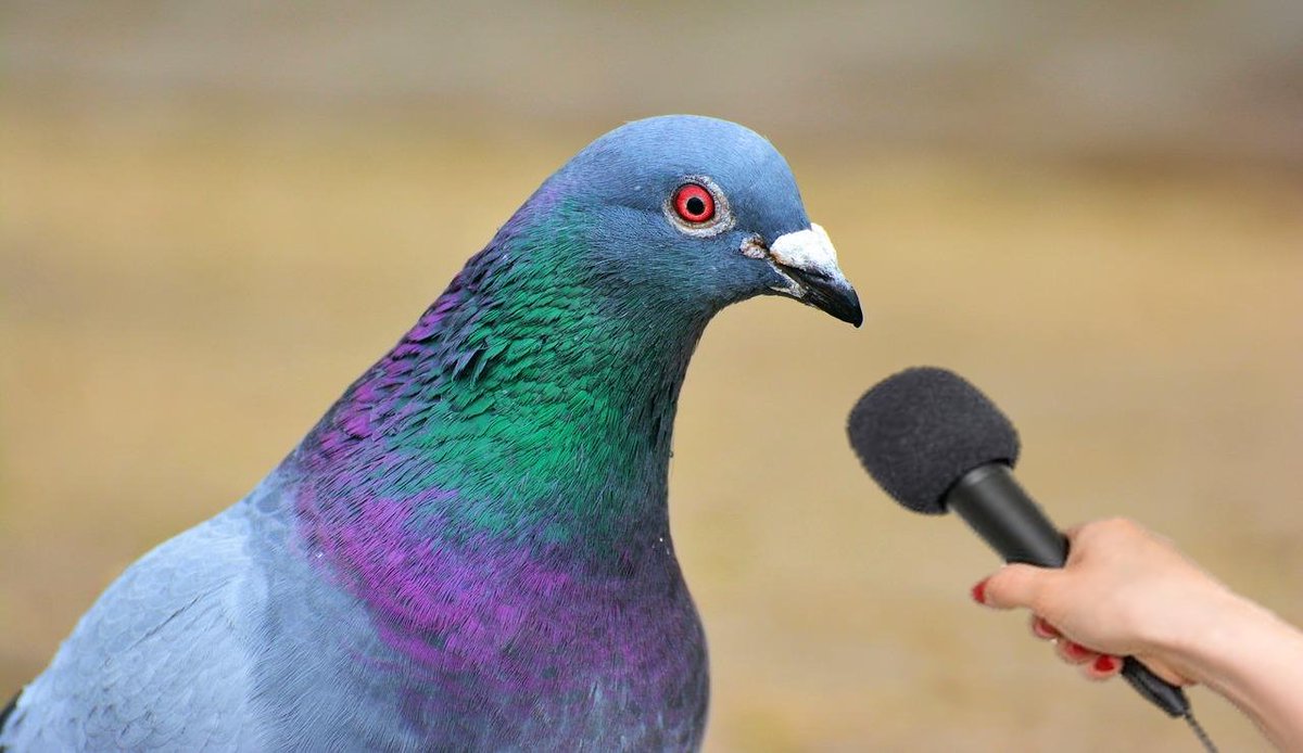 The Raven tweet media