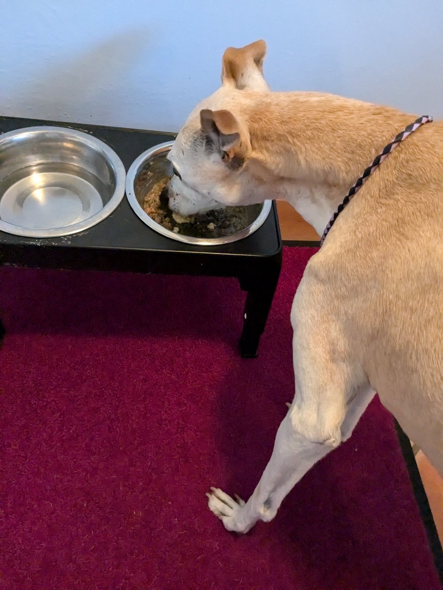 Maple, Ted's sister tweet media