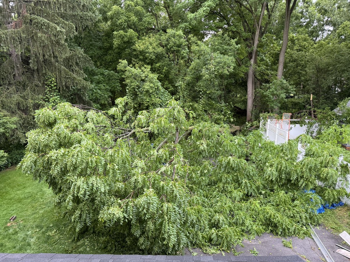D_dwagz's tweet photo. @ErieCountyDPW since none of you like to answer the phone this is my last resort, send someone out here to get your tree out of my yard. https://t.co/GxGjgLeA4D