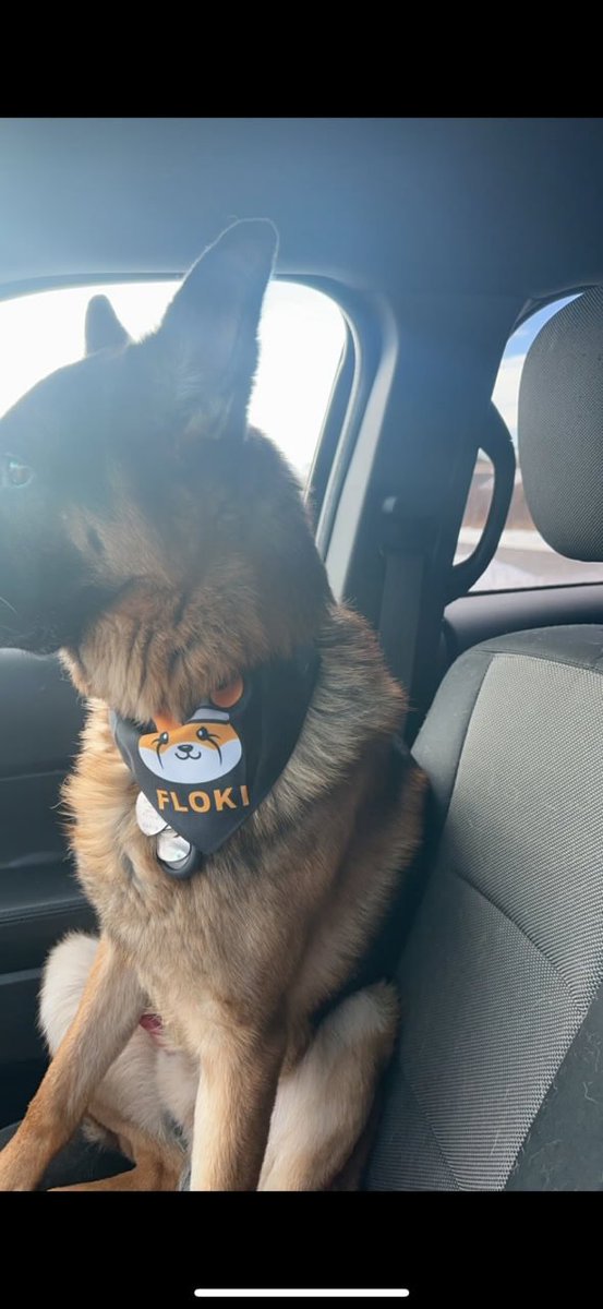 Our first <a href="/ShopFloki/">Shop Floki</a> pet merchandise contest has concluded!

Congratulations to <a href="/tow_moe/">MoeTow</a> and his legendary German Shepherd, who looks fantastic in the $FLOKI bandana!

Keep your pets and yourself stylish by getting this and other #Floki /#TokenFi merchandise at: