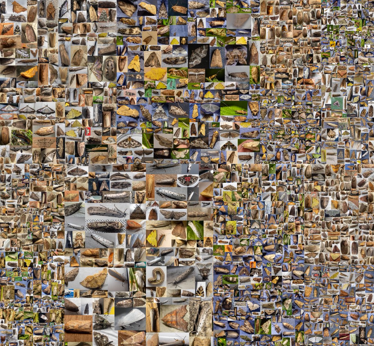 entomolojosh's tweet photo. Today is 2 yrs since my 1st #MothTrap, & since last yr I have recorded 2536 #moths & 382 #species across 63 #MothTraps (3772, 432, 98 overall). Big thank you to everyone who has welcomed me into this great community! Below is a #mothsaic of every #moth #photo in this 2nd yr! https://t.co/2OfLtlKvZ0