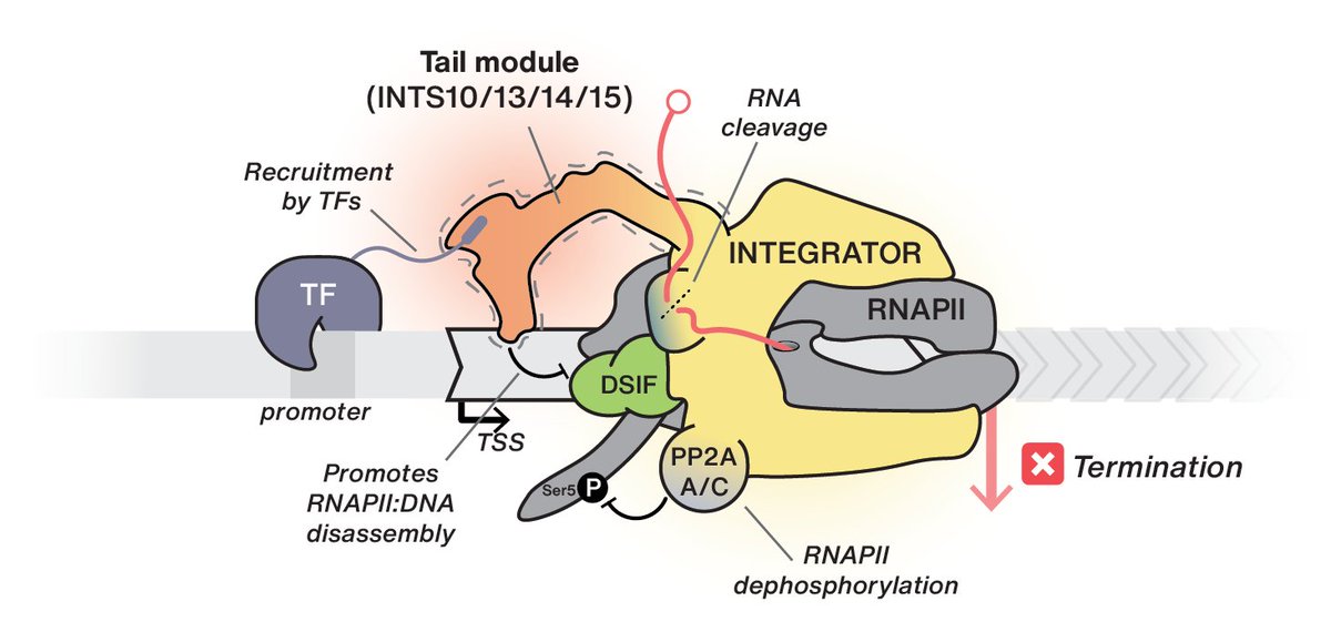 wgarland10's tweet photo. We put together a @MolecularCell preview for the latest papers from @WojtekGalej and Stefanie Jonas uncovering fascinating new details about the Integrator complex.

Preview here: 
https://t.co/XGMwJwBOZa
Articles here: 
https://t.co/9lx1z3bvE6
https://t.co/k0EqO54gXB https://t.co/9eYi1Yh0cE
