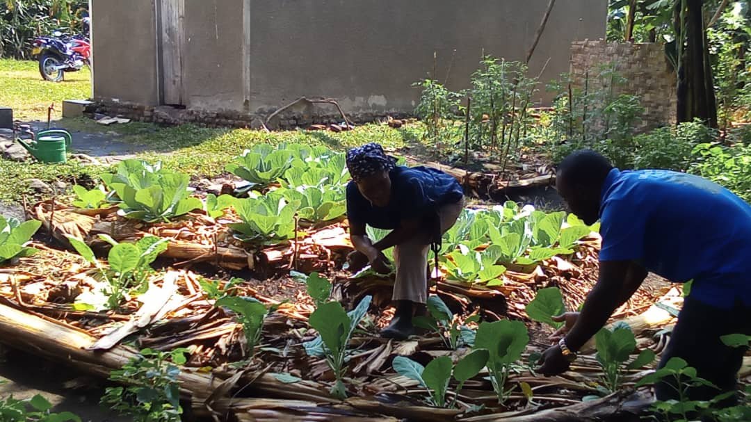 BasaijaBenjamin's tweet photo. Today we monitored our grandmother gardener in Maliba subcounty, Kakindo village. who is supported by #RCRAUGANDA under #1000womengardenproject in she is already harvesting alot of organic vegetables from her small piece of land through the expertise from the extension team. https://t.co/rZxBJGybl6
