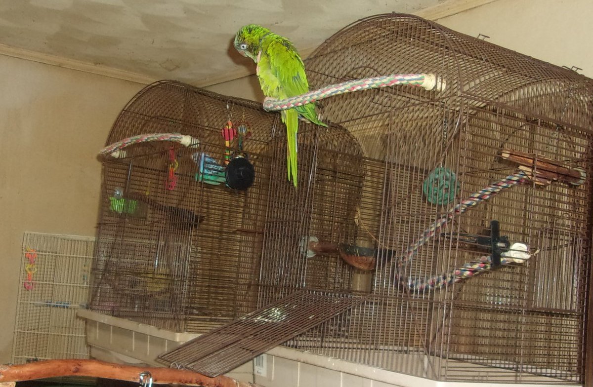 Portable Parrot MBA tweet media