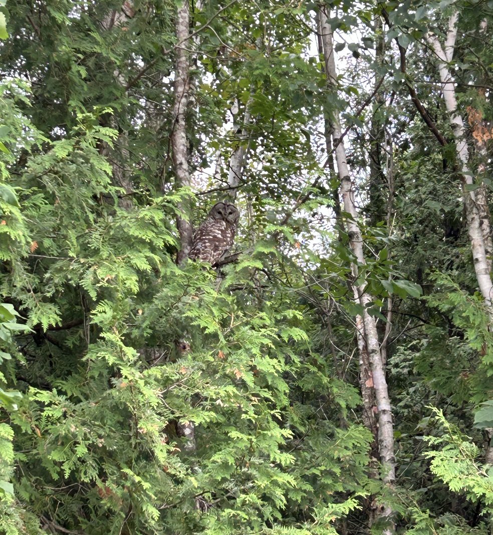 Sebastian Basualto tweet media