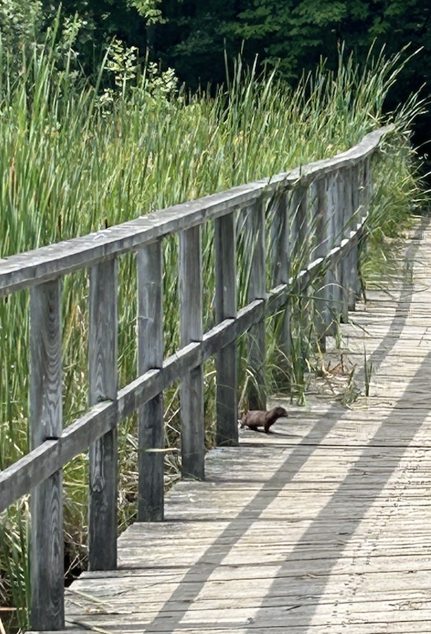 Sebastian Basualto tweet media