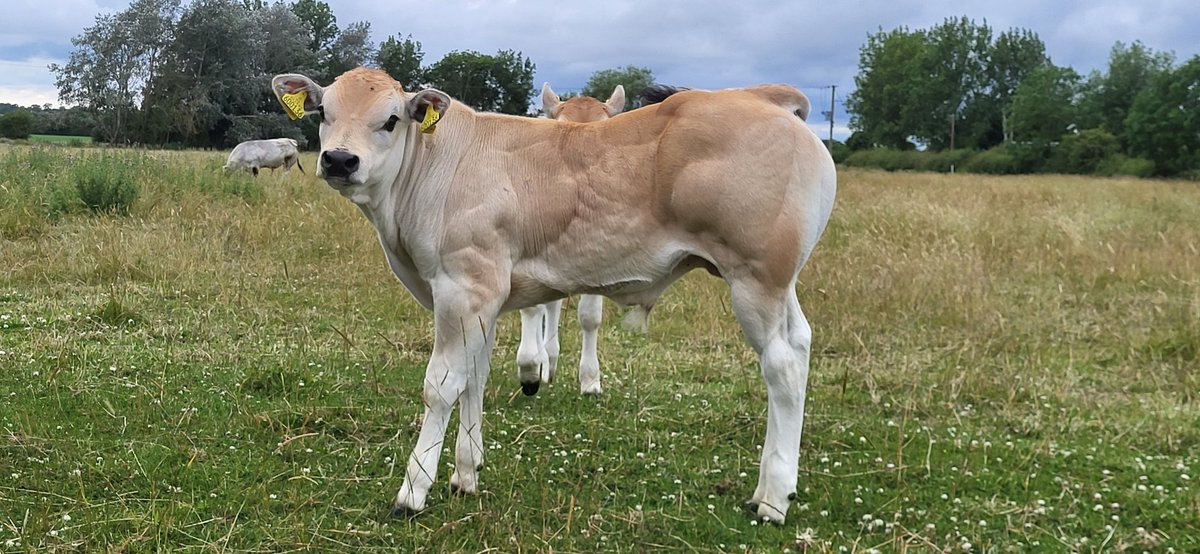 westcottpiemont's tweet photo. Calves are moving along nicely #Piemontese #springfieldfarm https://t.co/8oRSwH1884