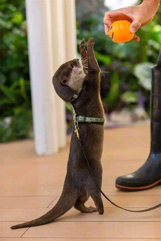 LOVEvANIMAL's tweet photo. Great photography 🥰 https://t.co/gNfEjTCidJ