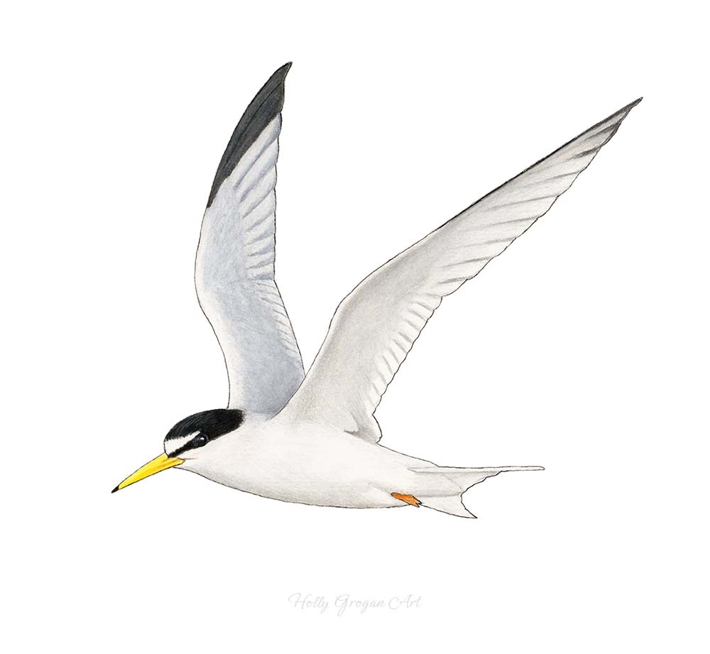 Little Tern. Coloured pencils on paper