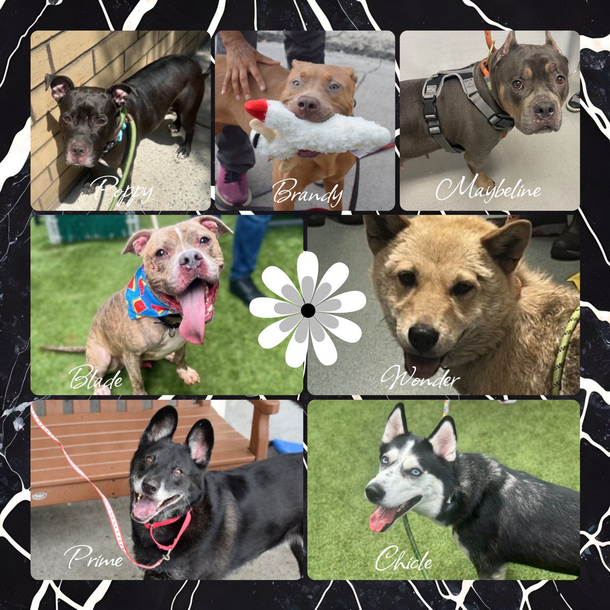 🚨 Poppy, Brandy &amp; Maybeline were just added to the kill commands. Blade, Wonder, Prime &amp; Chicle also remain under kill command. Anyone interested DM me.