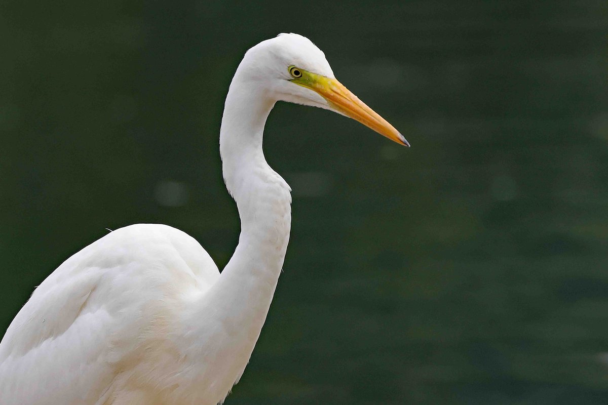 cwbell64's tweet photo. Great White Egret, close to the car park at, The Mere, Scarborough, on my way back from work today. #ScarboroughBirders @nybirdnews https://t.co/2alneHJ1Ye