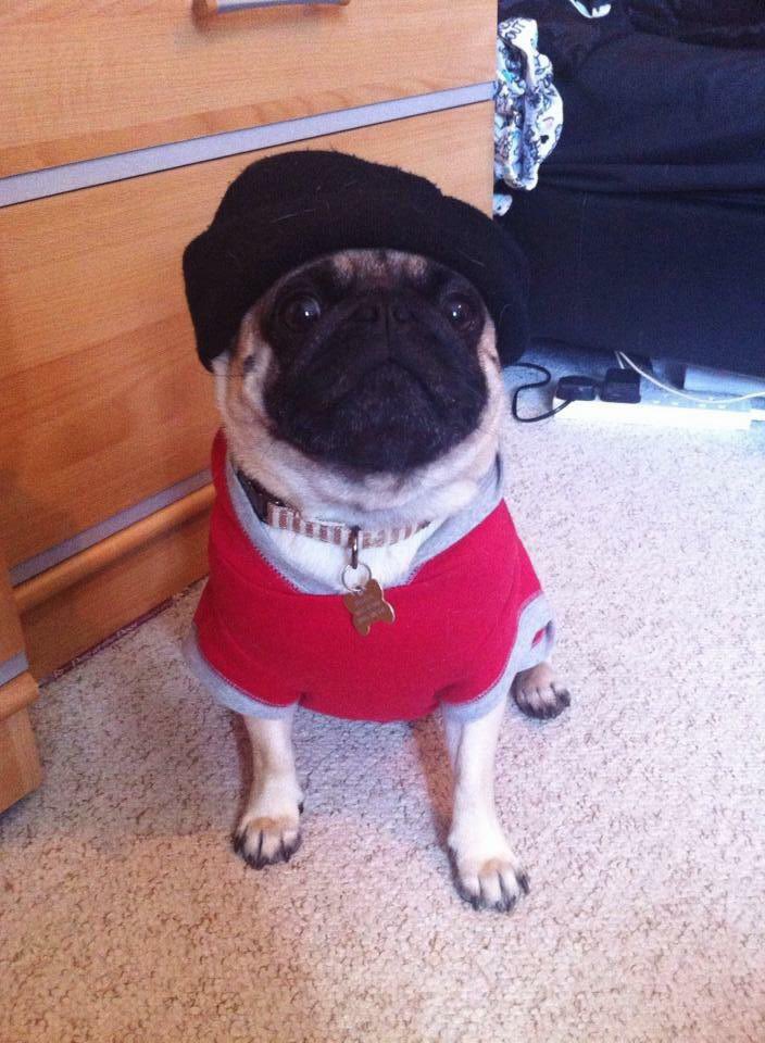 Amundzor's tweet photo. My little friend Gumse sends his regards 😍
I’ll dress him up every week so stay tuned for more pugster goodness 😎
You know what to do! 👊
#pugcoin @pugcoinclub #pug #dog #cryptofriend #goodboy #HODLStrong #crypto #ethereum #memecoin1000x https://t.co/hWLOSWF2ie