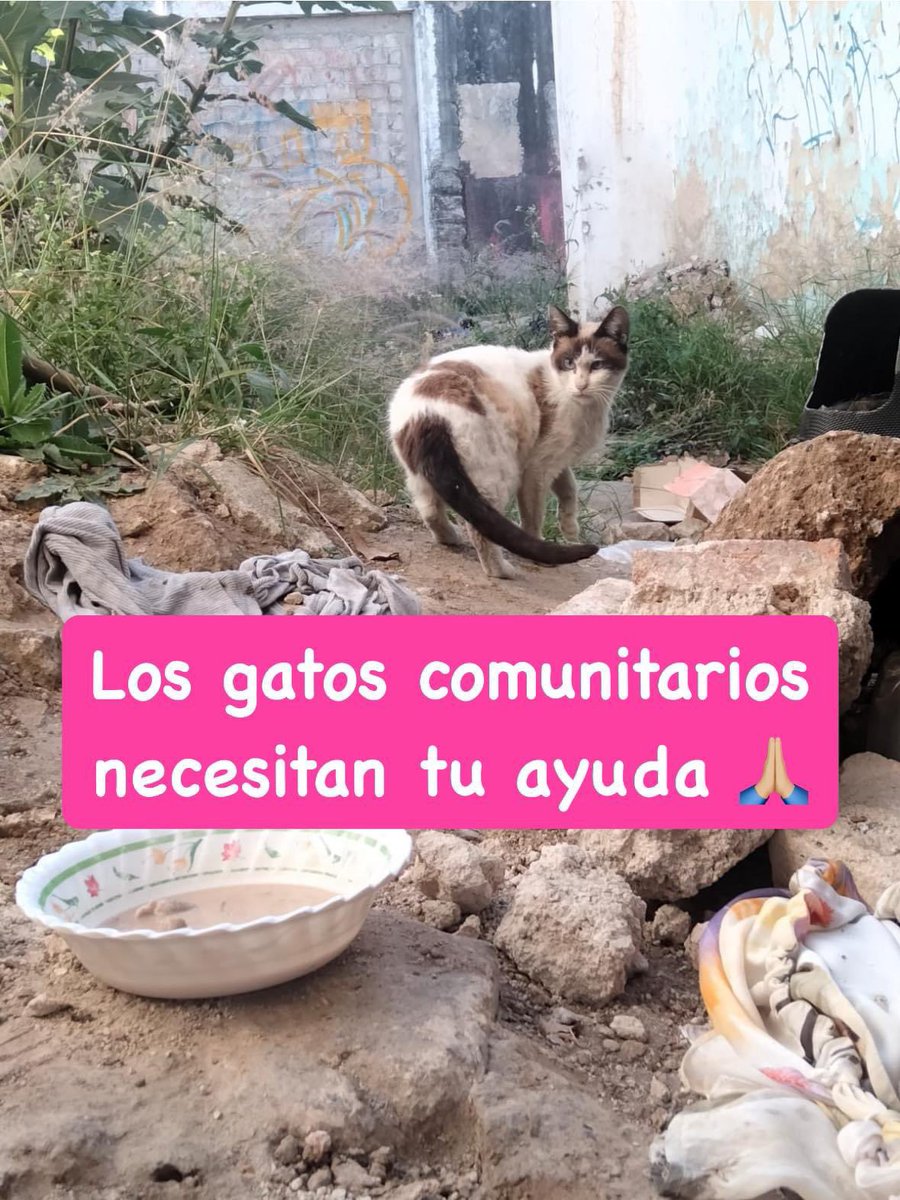 RedProGato's tweet photo. RT 🙏🏼
📣📣IMPORTANTE 🐈‍⬛🐈‍⬛

Gracias por compartir, en especial con personas cuidadoras de colonias de gatos ferales-comunitarios en la zona metropolitana de #Guadalajara:

Una persona que se presenta como "Hanna" a veces acompañada por un varòn, han estado sacando gatos de 
⬇️ https://t.co/fXNYRjik1A