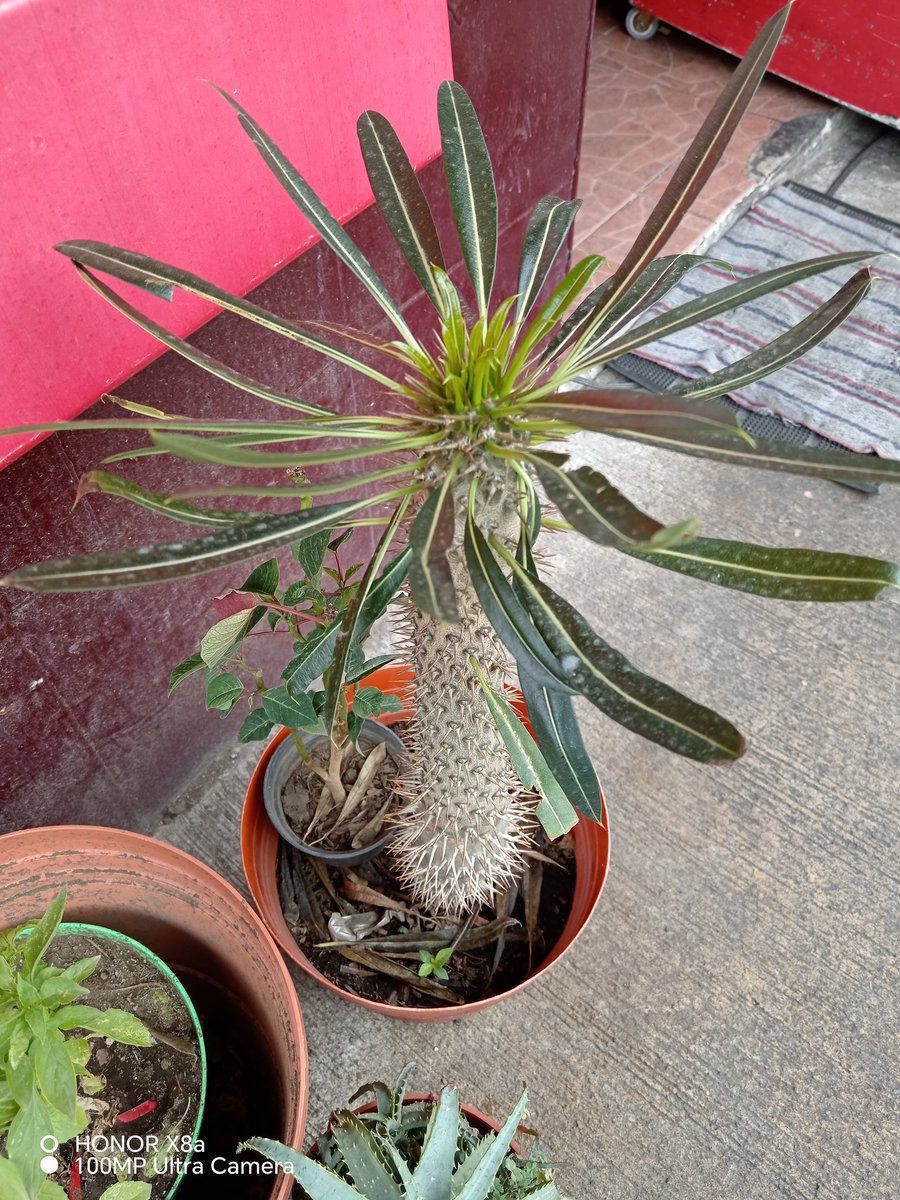 1demi9's tweet photo. #HONORNaturaleza https://t.co/6gc4PFHGXx