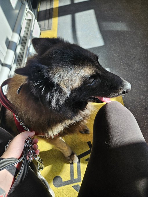 J'ai r&eacute;cup&eacute;r&eacute; mon amour. Et il va avoir droit &agrave; une bonne douche 😅😂 https://t.co/TlFqB45YIF