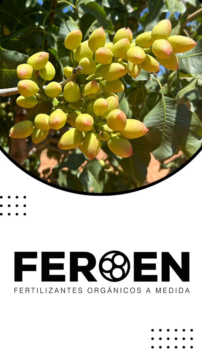 FEROEN tweet media