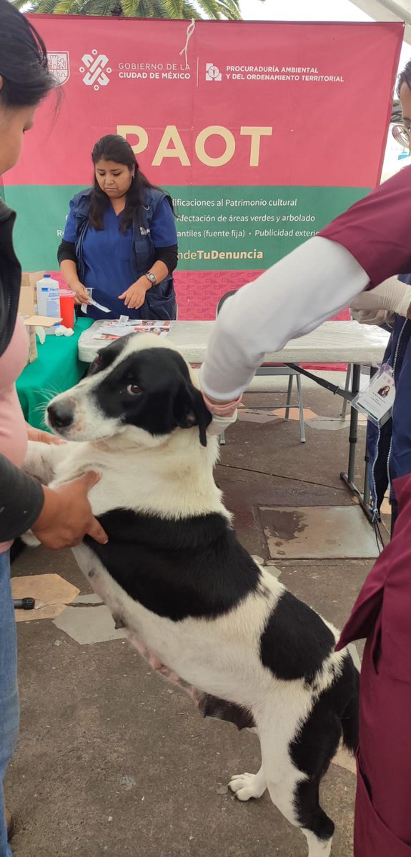 PAOTmx's tweet photo. Seguimos en nuestra Jornada de #Vacunación antirrábica 💉 de perros y gatos 🐶🐱 en coord con el Dip @rivero_octavio en San Antonio #Tecomitl, #MilpaAlta
¡Te esperamos! @mariana_boy https://t.co/UnRS6bjZj1
