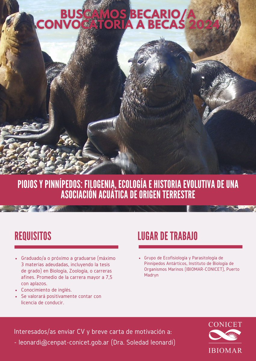 soleleonardi's tweet photo. ⚠️Se busca becario/a/e que quiera unirse a nuestro grupo de trabajo en el IBIOMAR-CONICET.

🦭 El proyecto propuesto busca comprender de manera integral la historia evolutiva de la asociación entre piojos y pinnípedos

🙃¿Nos ayudan compartiendo? https://t.co/pxhEizMF2C