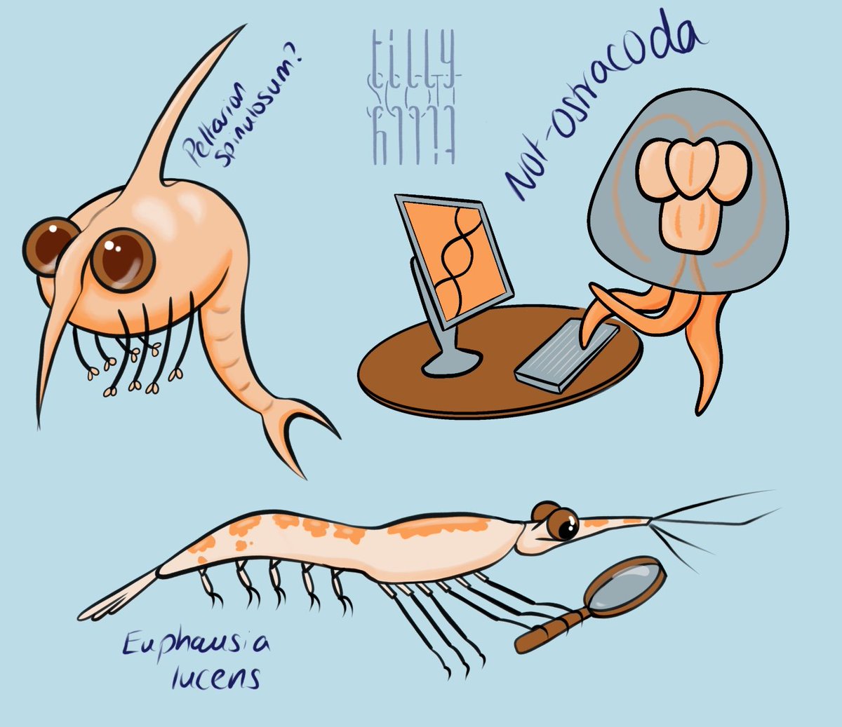 TillySScott's tweet photo. I doodled some presentation mascots for @RhianTaylor , who is ID-ing zooplankton from the Falklands, lots of which for the first ever time. We've got some cool old morphological ID guides in our office as a result 

@QUADRATdtp @SAERI_FI #zooplankton #dnabarcoding #morphology https://t.co/s0uJj6QtHe