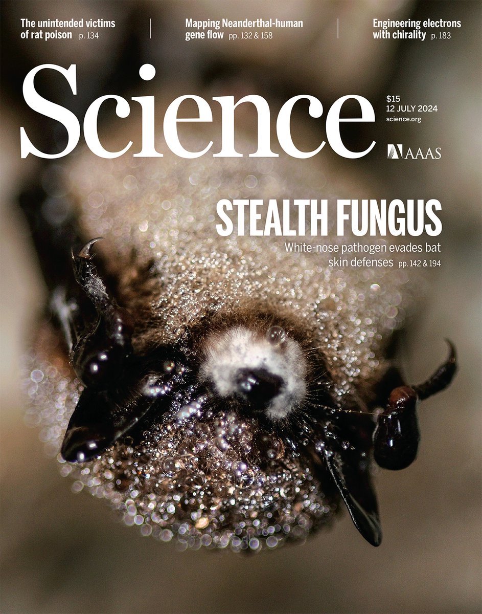ScienceMagazine's tweet photo. The fungal pathogen that causes white-nose syndrome in bats uses different cell entry strategies depending on the host’s hibernation status, according to a new study in Science.

Read that research and more in this week's issue: https://t.co/BM9F8yUnv6 https://t.co/Dz3cRGYY1Q