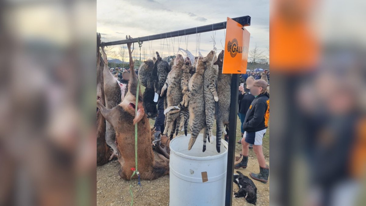 Network4Animals's tweet photo. Join us as we demand humane treatment for #cats in #NewZealand, where hundreds of cats are killed every year in a vicious hunting competition! Sign the petition: https://t.co/ySPLIKHJFS.
Please help us make a life-saving difference.
#NetworkforAnimals #NFA #NFACats #NewZealand https://t.co/ZSljQPNUEd