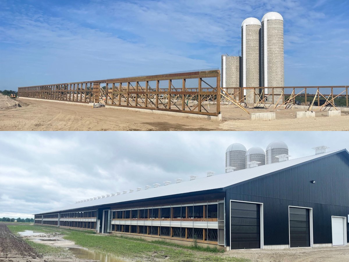 SunNorthSystems's tweet photo. The difference almost a year can make! 🤩 Essalea Farms near Barrie, ON features our No-Main Curtains, Max-Vent Insulated Chimneys & Edge Controller! From framing to finished we think it looks great!🐄
#sunnorth #ontag #cdnag #tbt #barnbuild #barnventilation #naturalventilation https://t.co/LYSeOhNJnd