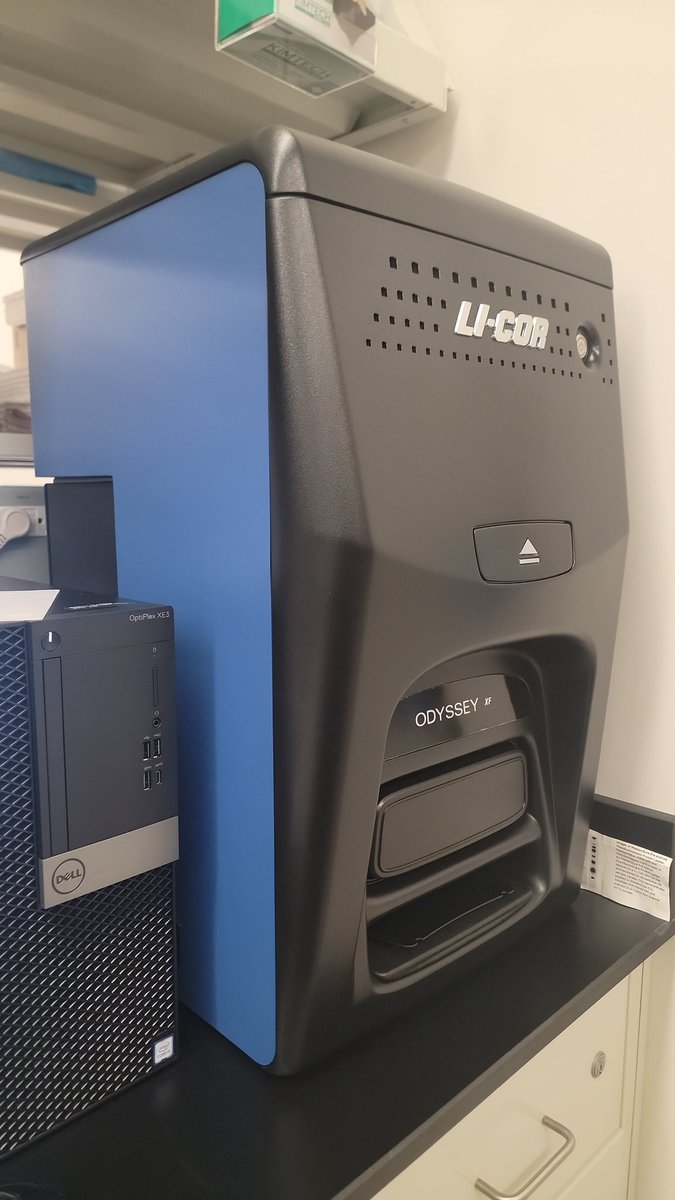 3D bioprinting cancer lab @Cornell tweet media