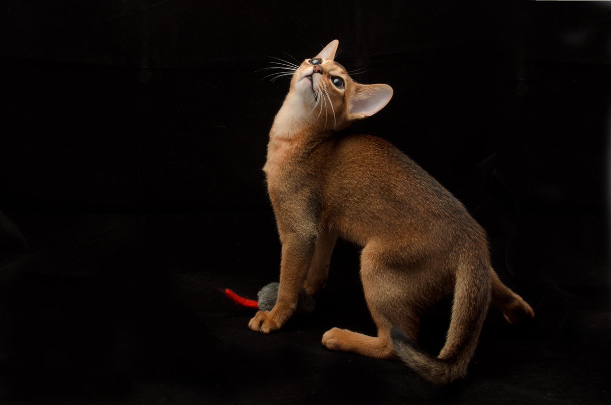 telfia_art's tweet photo. Check out the 2nd item from my collection “Shai Abbyss the Charming Cat” – “It’s Time to Play.” 🐾✨ Follow the playful adventures of this adorable Abyssinian cat and let his charm brighten your day!
https://t.co/g7QgvOCnxk
#NFT #AbyssinianCat https://t.co/URYVwzsjKo
